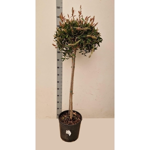 CALLISTEMON CITRINUS