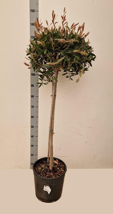 <h4>CALLISTEMON CITRINUS</h4>