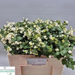 Sympho Mag Lemo Lime