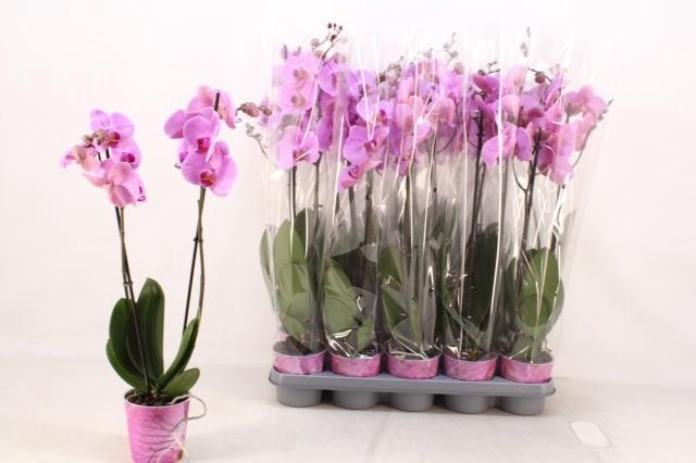 <h4>PHAL AN ORLANDO</h4>