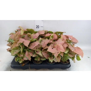 Syngonium  'Red Heart'