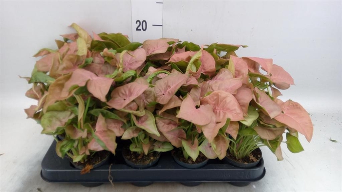 <h4>Syngonium  'Red Heart'</h4>