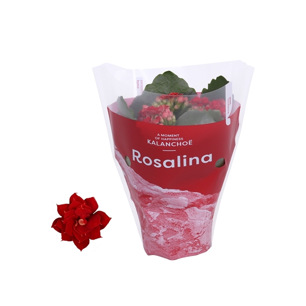 <h4>Kalanchoe Rosalina 07cm TST Don Justino. Rode hoes</h4>