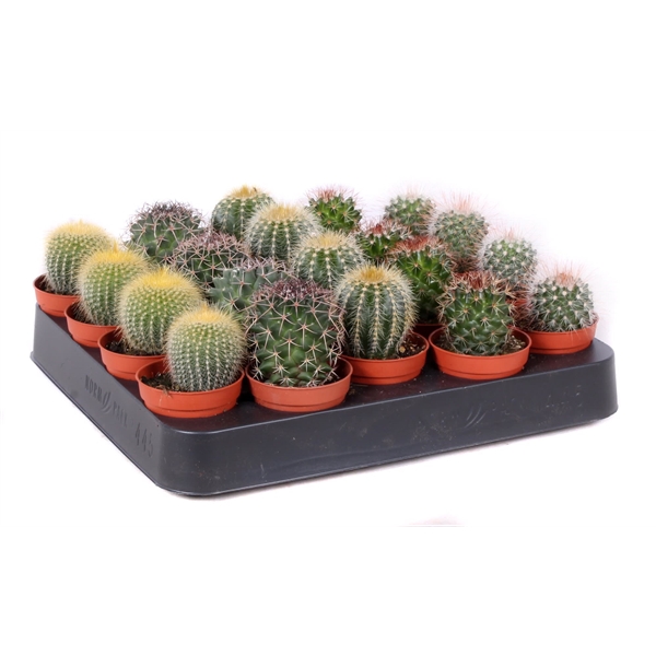 Cactus bollen mix 5,5 cm