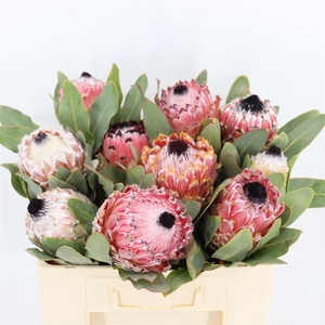 Protea Barbigera