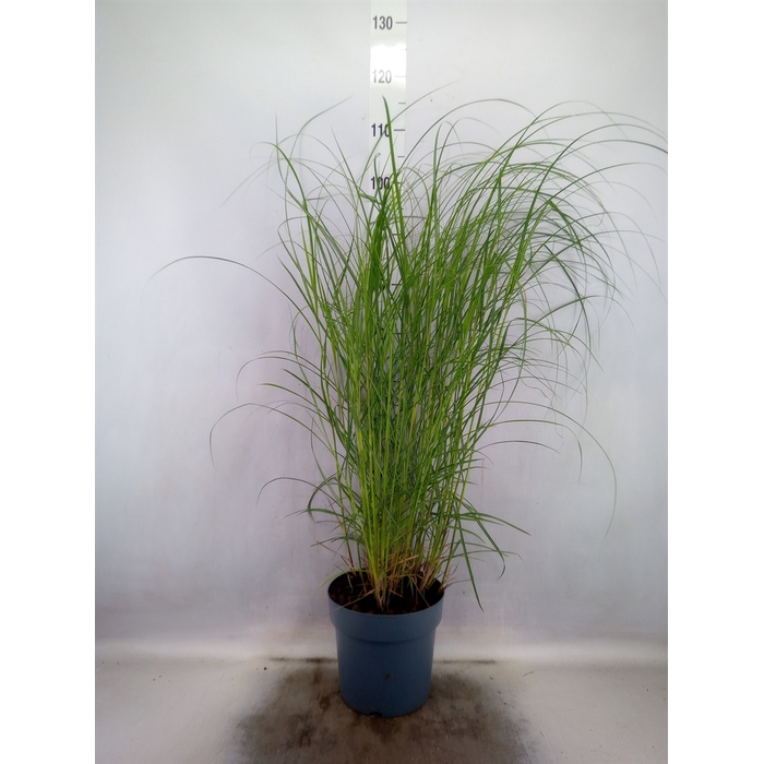 <h4>Miscanthus sin. 'Red Chief'</h4>