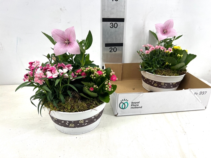 <h4>ARR TUINPLANTEN</h4>