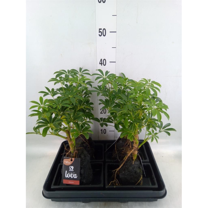 <h4>Arr.   Kamerplant Groen H%</h4>