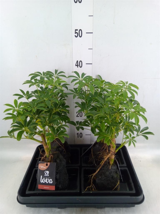 <h4>Arr.   Kamerplant Groen H%</h4>