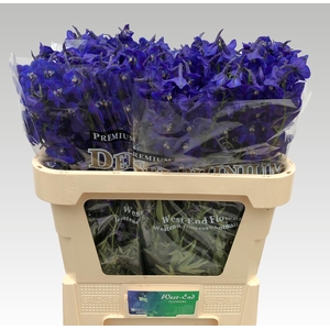 Delphinium Atlantis