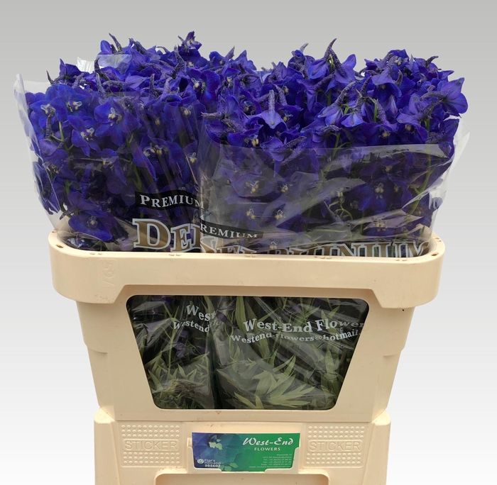 <h4>Delphinium enkelbloemig (Belladonna Grp) 'Atlantis'</h4>