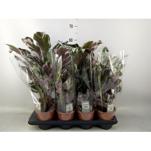 Calathea  'Fusion White'