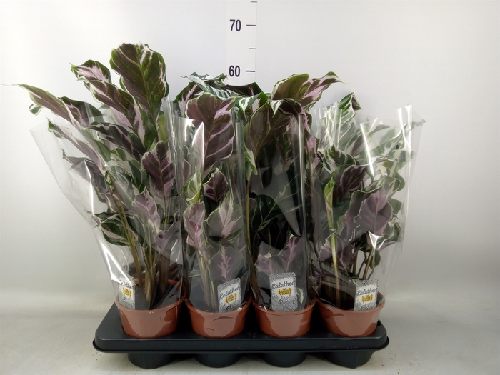 <h4>Calathea  'Fusion White'</h4>