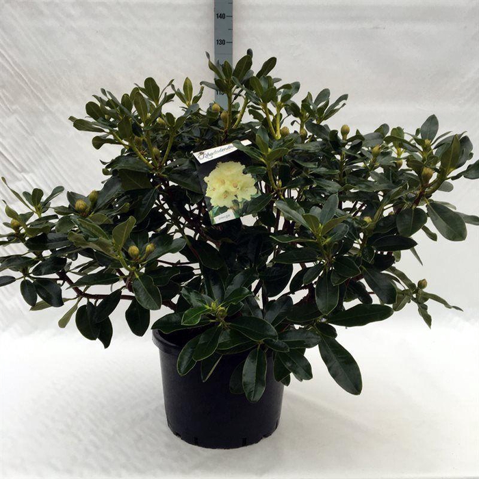 <h4>Rhodo. 'Horizon Monarch' yellow</h4>