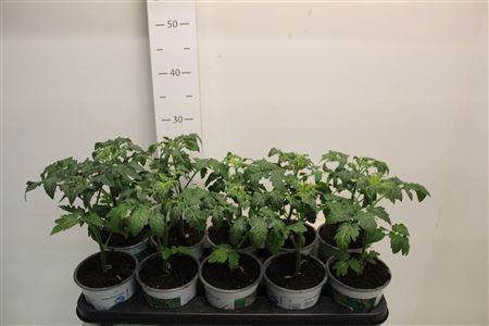 <h4>Tomatenplanten</h4>
