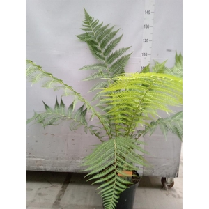 Dicksonia antarctica