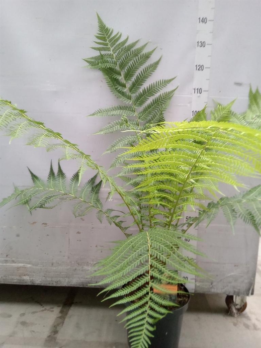 <h4>Dicksonia antarctica</h4>