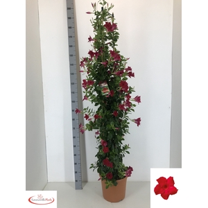 MANDE SUN RED