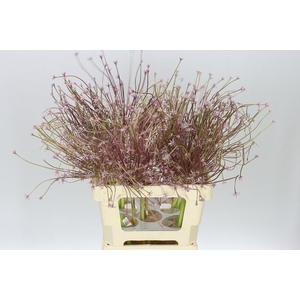 Allium Schubertii