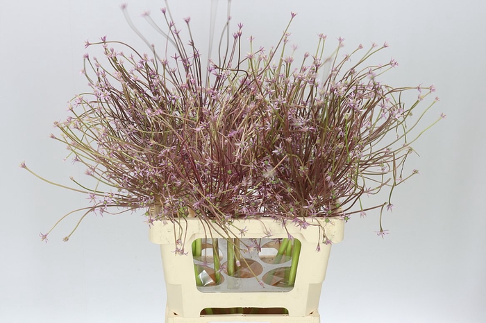 <h4>Allium Schubertii</h4>