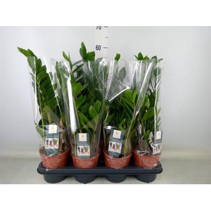 Zamioculcas zamiifolia