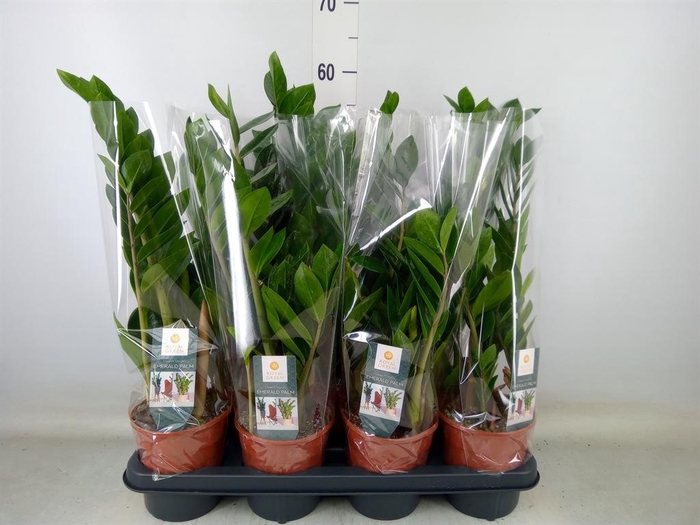<h4>Zamioculcas zamiifolia</h4>