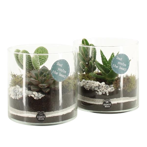 <h4>Arrangementen kamerplanten 6%</h4>