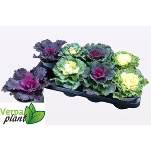 BRASSICA (SIERKOOL)