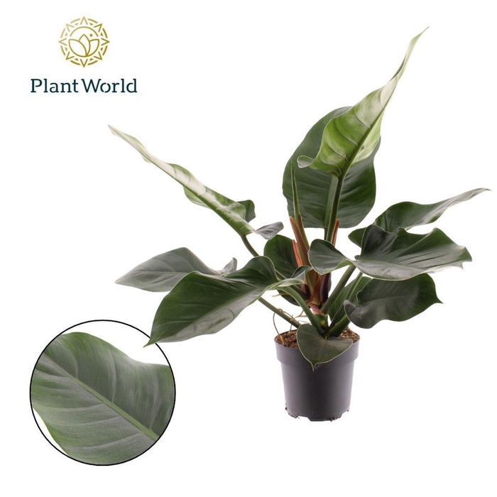 <h4>Philodendron Imperial Green</h4>