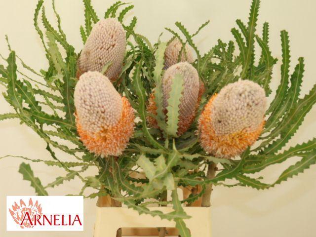 <h4>Banksia prionotes</h4>