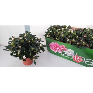 RHODO SI GEM