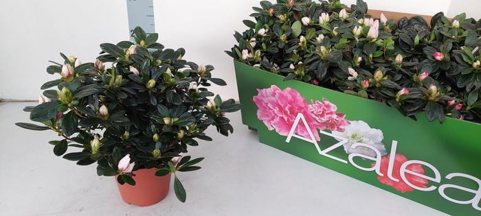 <h4>RHODO SI GEM</h4>