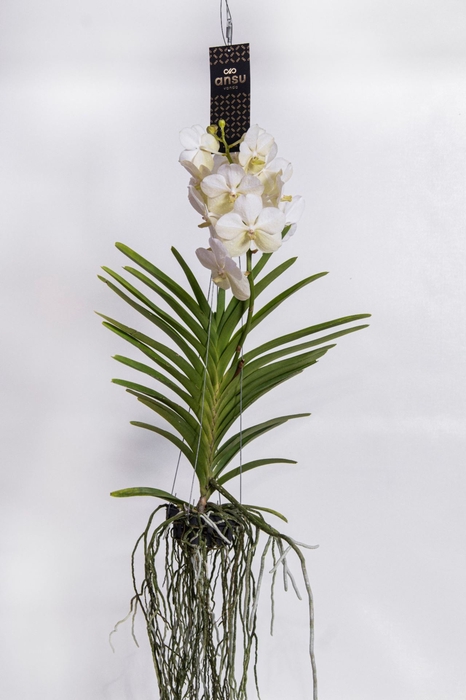 Vanda