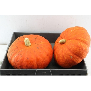 Cucurbita Pepo Orange X2