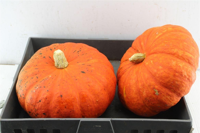 <h4>Cucurbita Pepo Orange X2</h4>