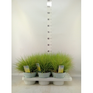 Festuca glauca 'Amigold'