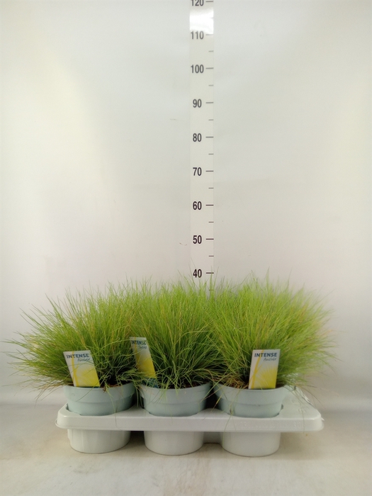 <h4>Festuca glauca 'Amigold'</h4>