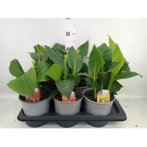 Canna  'Cannova'   ...mix