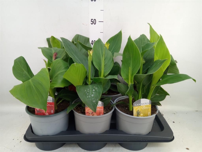 <h4>Canna  'Cannova'   ...mix</h4>