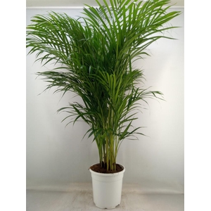 Dypsis lutescens ...Chrysalidoca