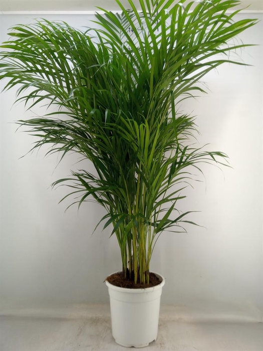 <h4>Dypsis lutescens   ...Chrysalidoca</h4>