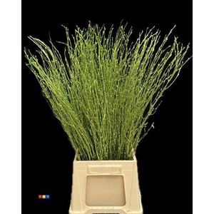 Betula / Berkentak Metallic Olive