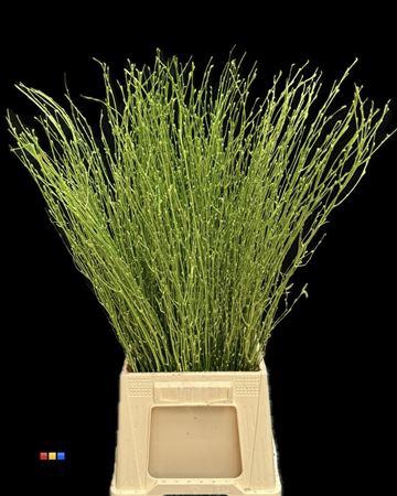 <h4>Betula / Berkentak Metallic Olive</h4>