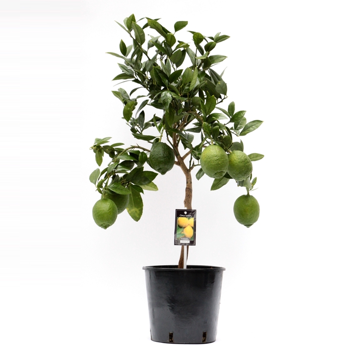 <h4>Citrus Lemon 2 tot 4 vruchten</h4>