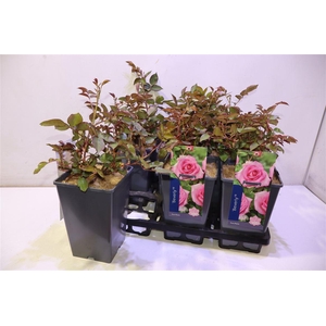 arr8 Rosa Beverly Pink