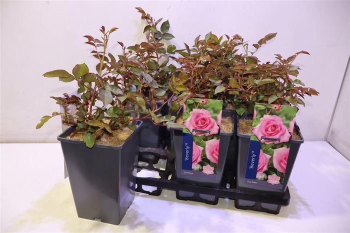 <h4>arr8 Rosa Beverly Pink</h4>