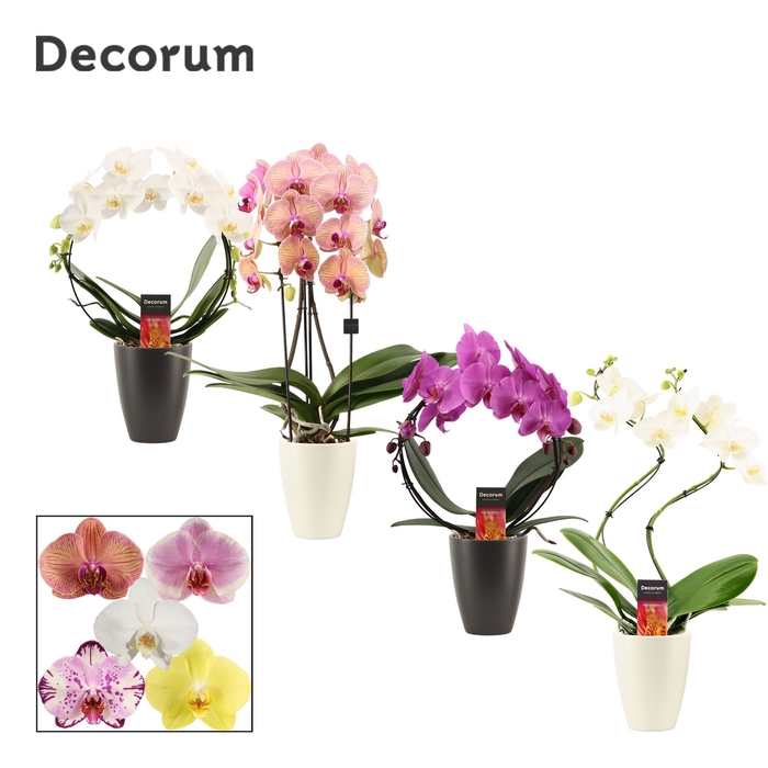 <h4>Phalaenopsis vormen mix 2 tak in Carly black & white (Neo archit</h4>