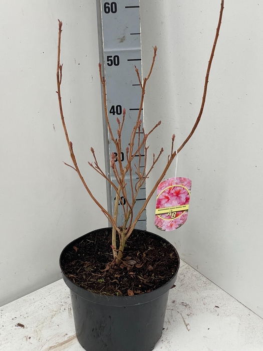 <h4>RHOD MO BERRYROSE</h4>