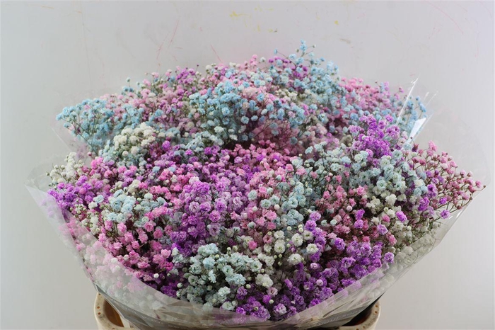 <h4>Gyps Pa. Rainbow Barbie</h4>