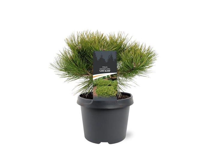 <h4>Pinus densiflora 'Low Glow'</h4>